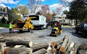 Best Tree Removal  in Manche North Shore, CA