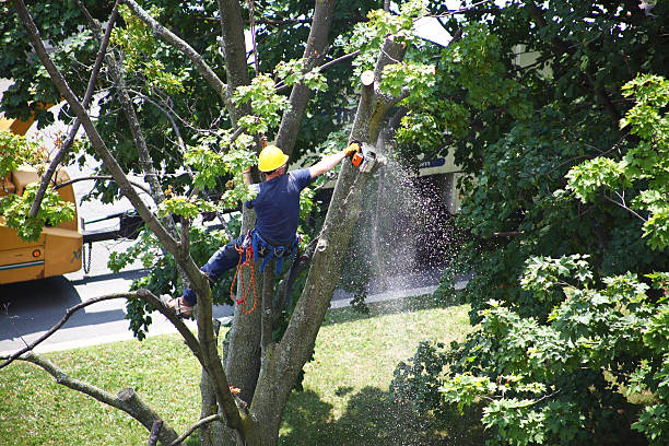 Best Seasonal Cleanup (Spring/Fall)  in Manche North Shore, CA